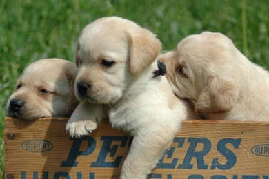 Full HD 1080p Labrador Wallpapers HD, Desktop Backgrounds 1920x1080