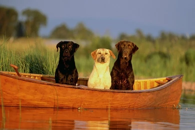 Labrador Retriever Wallpapers 1