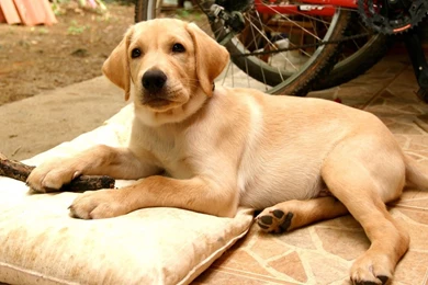 Labrador Retriever Dog Labrador Dog Lovely Image Labrador ...