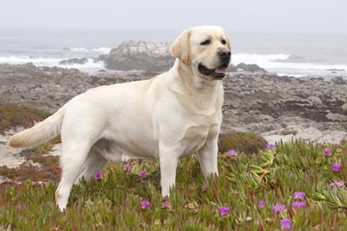 Labrador Retriever On A Rocky Ocean Side Wallpapers   Animal ...