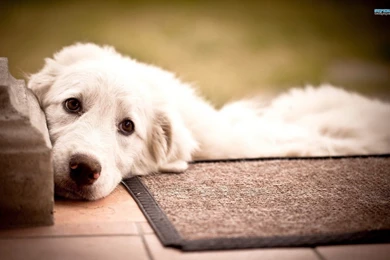 Labrador Retriever Wallpapers   Animal Wallpapers