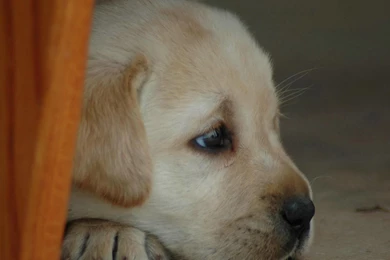 Lovely Labrador Retriever Puppies On Farm 1600x1200 NO.11 Desktop ...