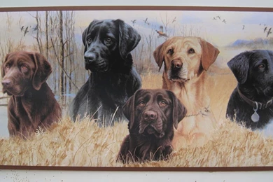 Labrador Retriever Hunting Wallpapers