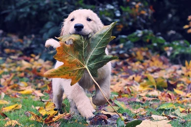 12 Fantastic HD Labrador Wallpapers   HDWallSource.com