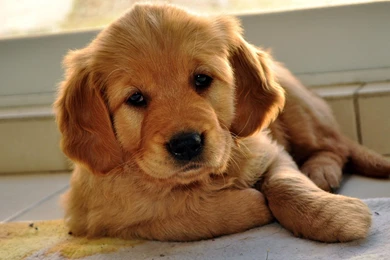 Cute Labrador Retriever Puppies Wallpapers 1920×1200