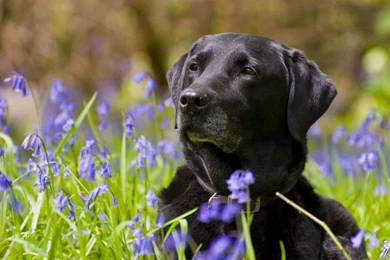 Full HD 1080p Labrador Wallpapers HD, Desktop Backgrounds 1920x1080