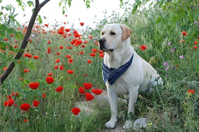 Yellow Labrador Retriever Wallpapers (2)   My Doggy Rocks