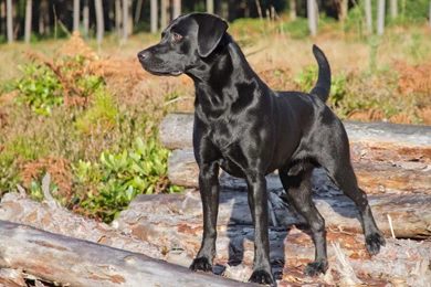 Labrador Wallpapers >> Backgrounds With Quality HD