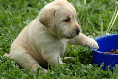 Labrador Retriever Puppy Wallpapers Full HD Wallpapers ...