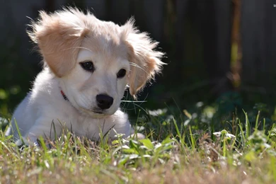 Labrador Retriever Puppy Wallpapers Animal Wallpapers