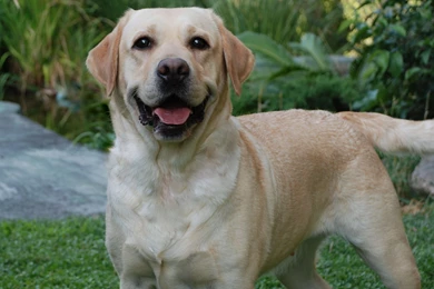 Labrador Retriever Photo And Wallpaper. Beautiful Labrador ...