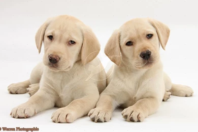 Labrador Retriever Puppy Wallpapers Free   PowerballForLife