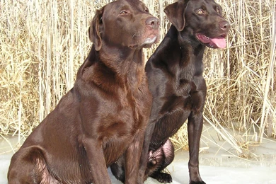 Labrador Retrievers Wallpapers HD Wallpapers