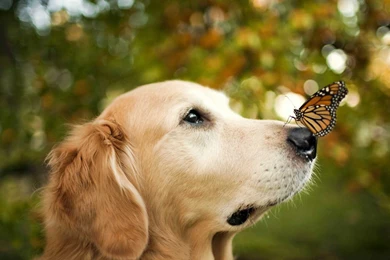 Animals Black Labrador Retriever Dogs Field Wallpapers 1920x1200 ...