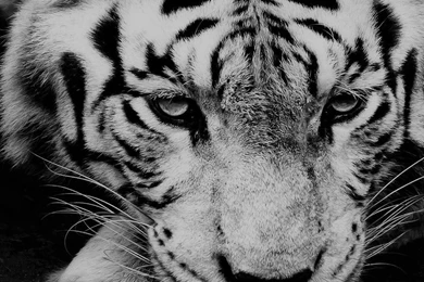 White Tiger Portrait   Best HTC M9 Wallpapers
