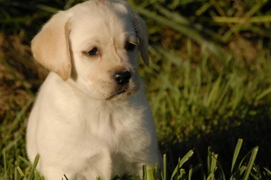 Lovely Labrador Retriever Puppies On Farm 1600x1200 NO.25 Desktop ...