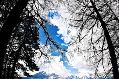 Vertical Wallpapers (Moena)..