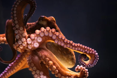 23 Octopus HD Wallpapers