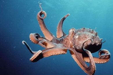 Free Octopus Wallpapers   Animals Town