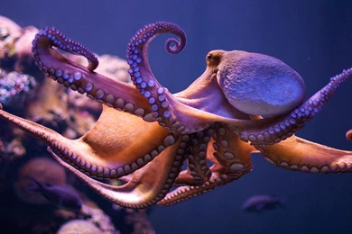 Octopus HD Wallpapers, Octopus Desktop Backgrounds, New Wallpapers