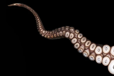 Close up Tentacles Octopus Black Wallpapers