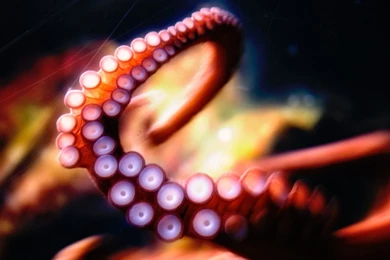 Octopus Wallpapers