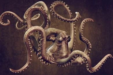 Octopus Computer Wallpapers, Desktop Backgrounds