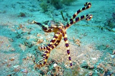 Octopus Wallpapers   Animals Town