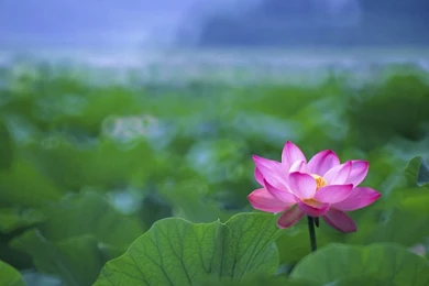 Lotus Flowers Wallpapers HD Pictures