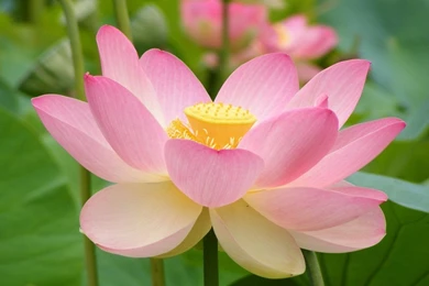 Pink Lotus Flower Wallpapers   Splendid Wallpapers HD