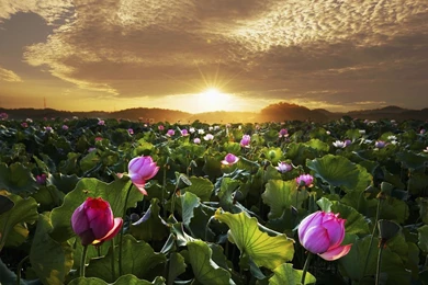 Lotus Wallpapers For Iphone