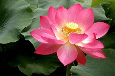 Pink Lotus   Splendid Wallpapers HD