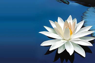 Lotus White Lotus Flower Pics – Finehdwallpaperr.com