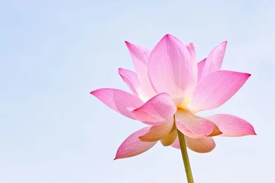 Lotus Wallpapers