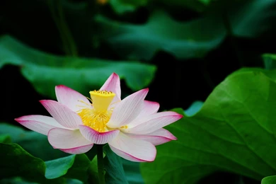 Lotus Flowers Wallpapers HD