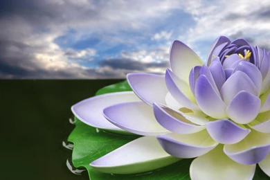 Lotus 31033   Flower Wallpapers   Flowers
