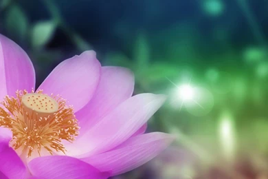 Pink Lotus Wallpapers