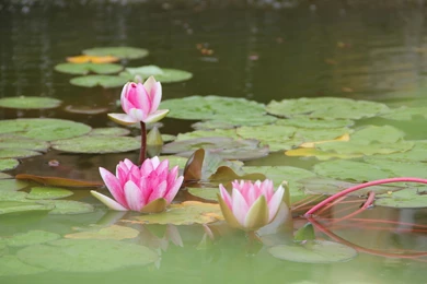 Lotus Wallpapers HD Download