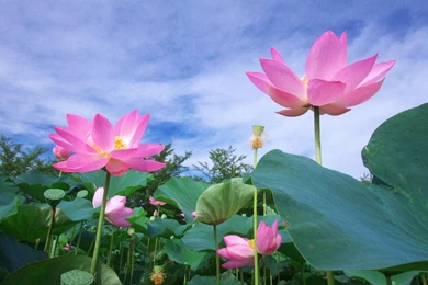 Download Lotus Wallpapers 1279 1920x1200 Px High Resolution ...