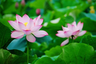 Two Lotus Wallpapers