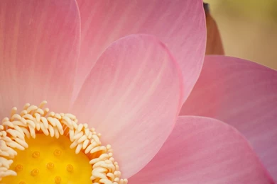 Wide Open Lotus Heart Wallpapers   The Pond Blog