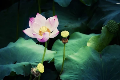 Lotus Wallpapers   Flower Wallpapers