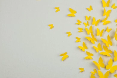 Beautiful Butterfly Wallpapers HD Pictures