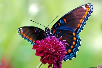 Butterfly Wallpapers