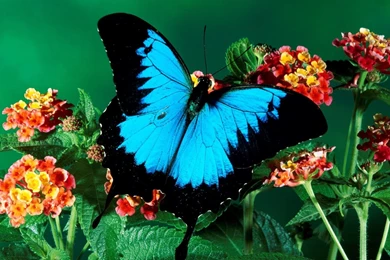 Butterfly Wallpapers
