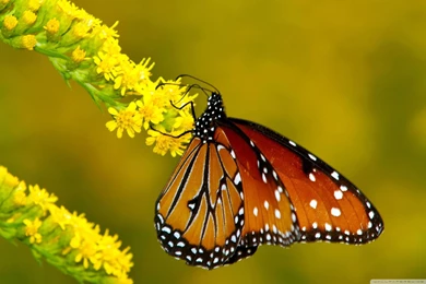 Butterfly Wallpapers Full HD