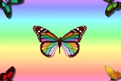 Pictures rainbow beautiful butterfly wallpapers.jpg