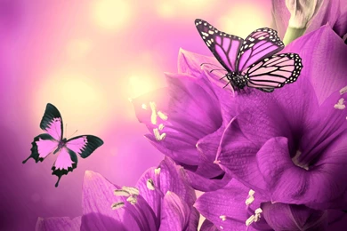 Butterfly Wallpapers