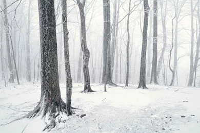 Winter Forest Desktop Wallpapers FREE On Latoro.com