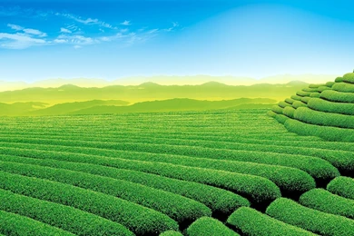Gardens Wallpaper: 1920x1200 Tea Garden Wallpaper, Favorite 13 ...